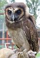 Asian Brown Wood Owl(IMG_7949)